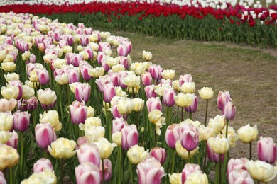 Beautiful colorful tulip flowers growing in field