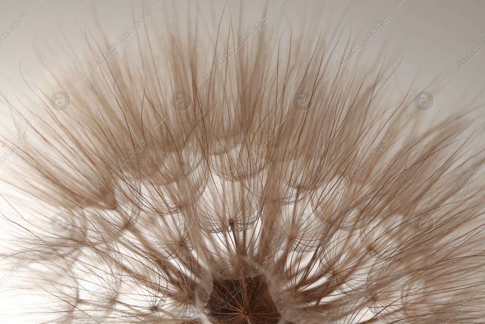 Photo of Beautiful fluffy dandelion flower on beige background, closeup