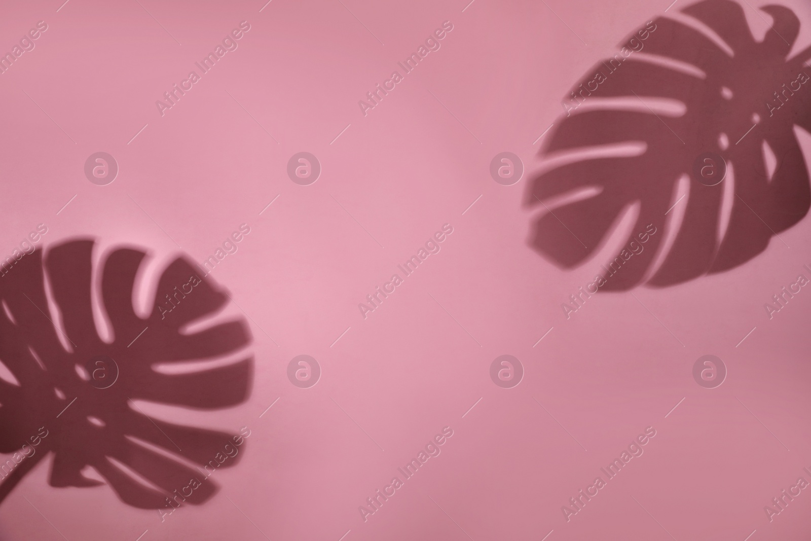 Photo of Shadows of monstera leaves on pink background