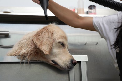 Photo of Professional groomer drying fur of cute dog after washing in pet beauty salon