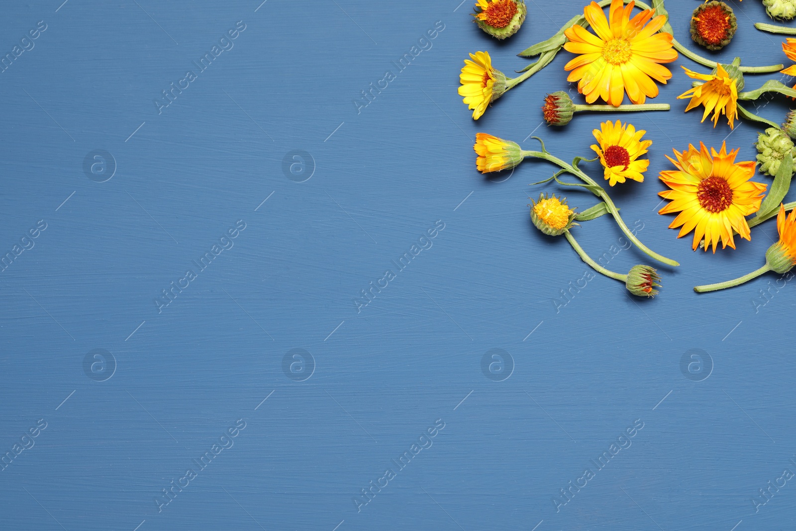 Photo of Beautiful fresh calendula flowers on blue wooden table, flat lay. Space for text