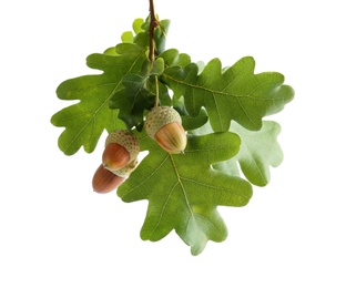Photo of Oak branch with acorns and green leaves on white background