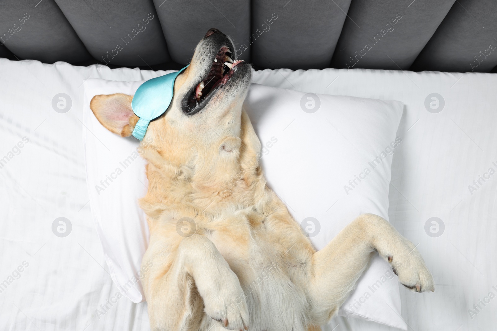 Photo of Cute Labrador Retriever with sleep mask resting on bed, top view