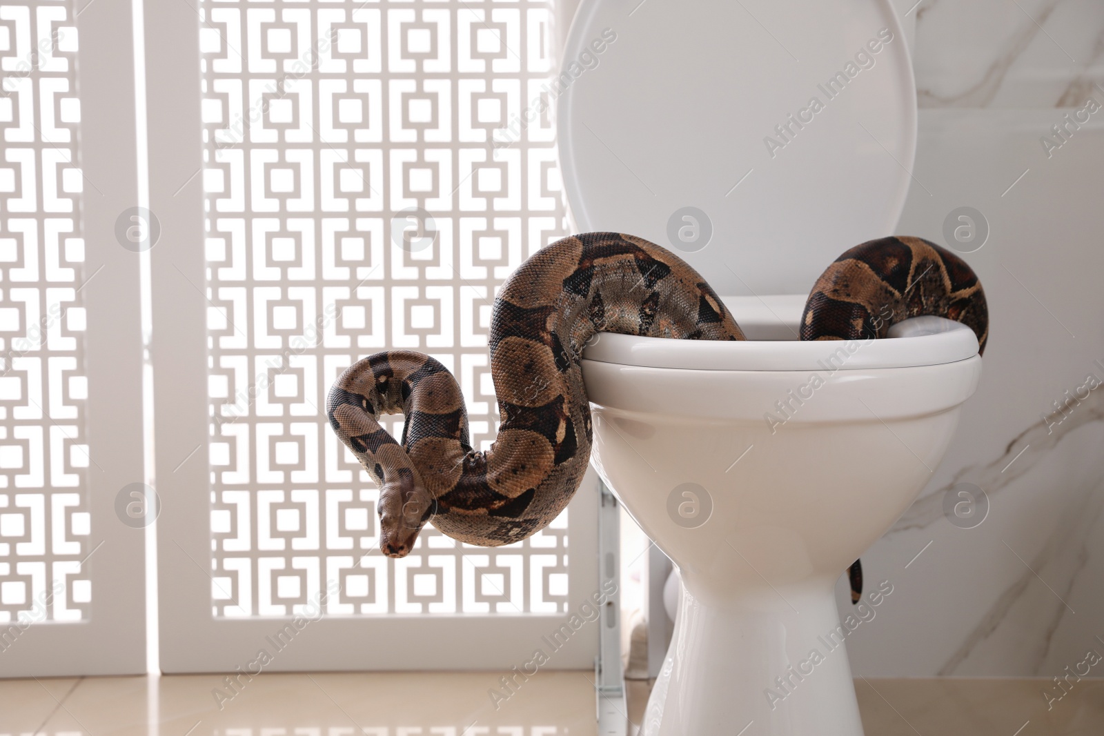 Photo of Brown boa constrictor on toilet bowl in bathroom