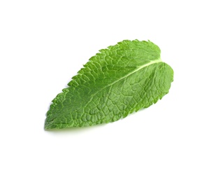 Fresh green mint leaf on white background