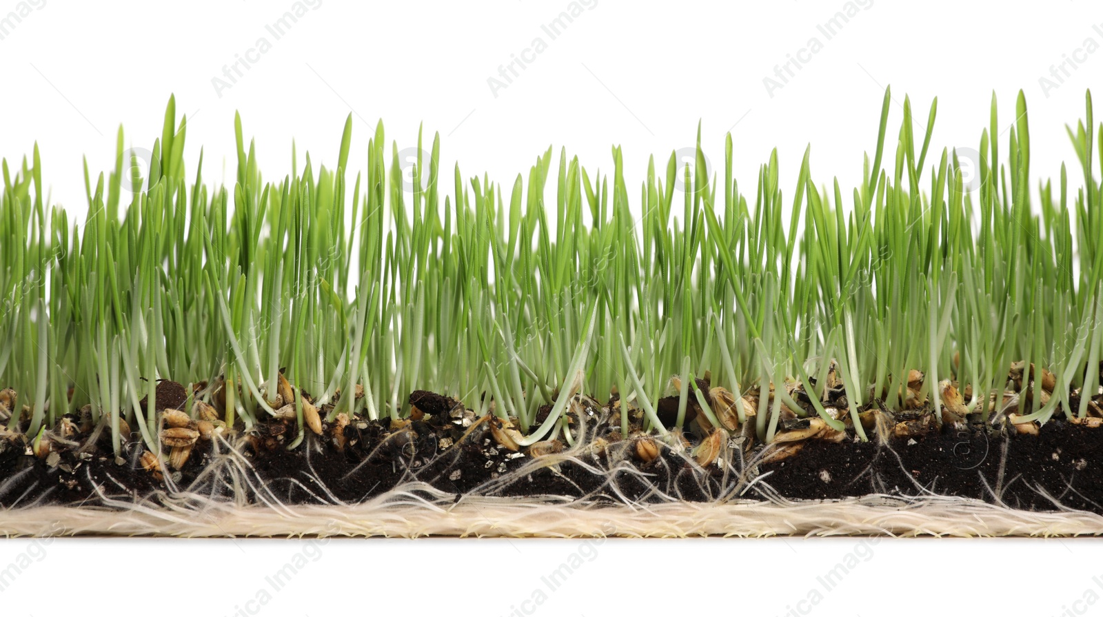 Photo of Soil with lush green wheatgrass on white background