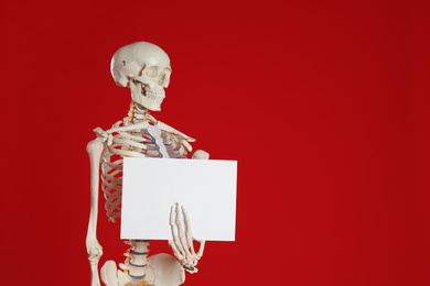 Photo of Artificial human skeleton model with blank paper sheet on red background. Space for text