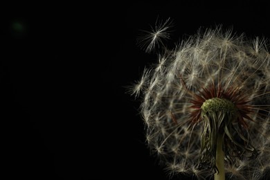 Photo of Beautiful dandelion flower on black background, closeup. Space for text