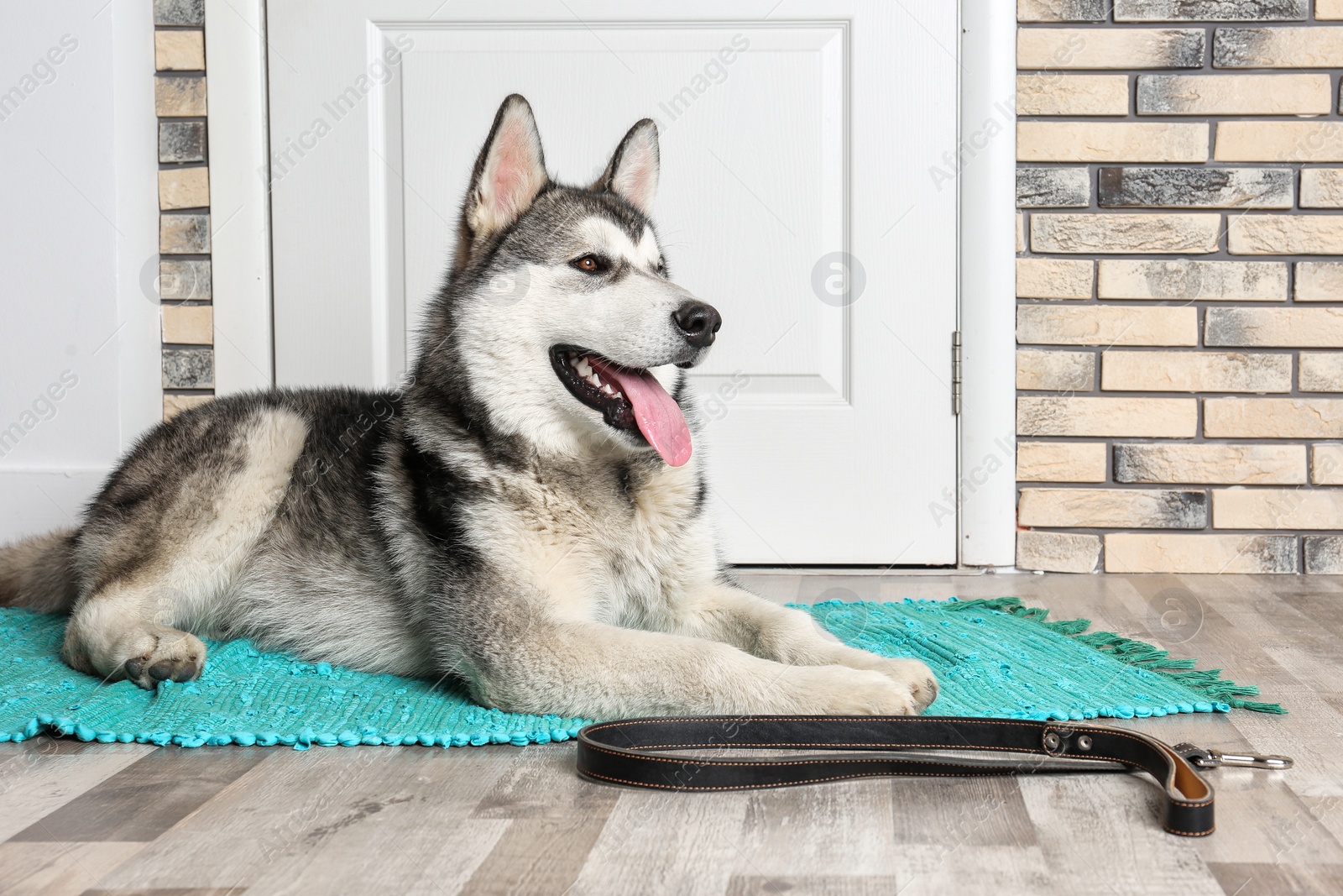 Photo of Cute Alaskan Malamute dog with leash lying on floor near door