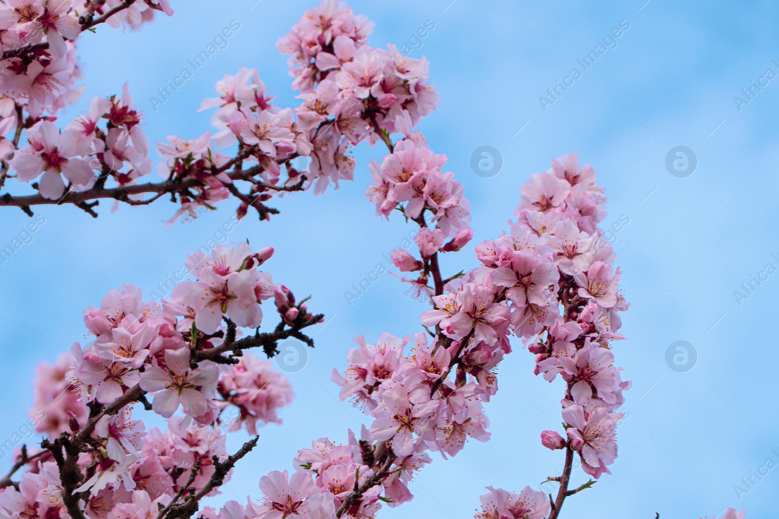 Photo of Delicate spring pink cherry blossoms on tree against blue sky
