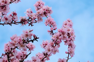 Delicate spring pink cherry blossoms on tree against blue sky