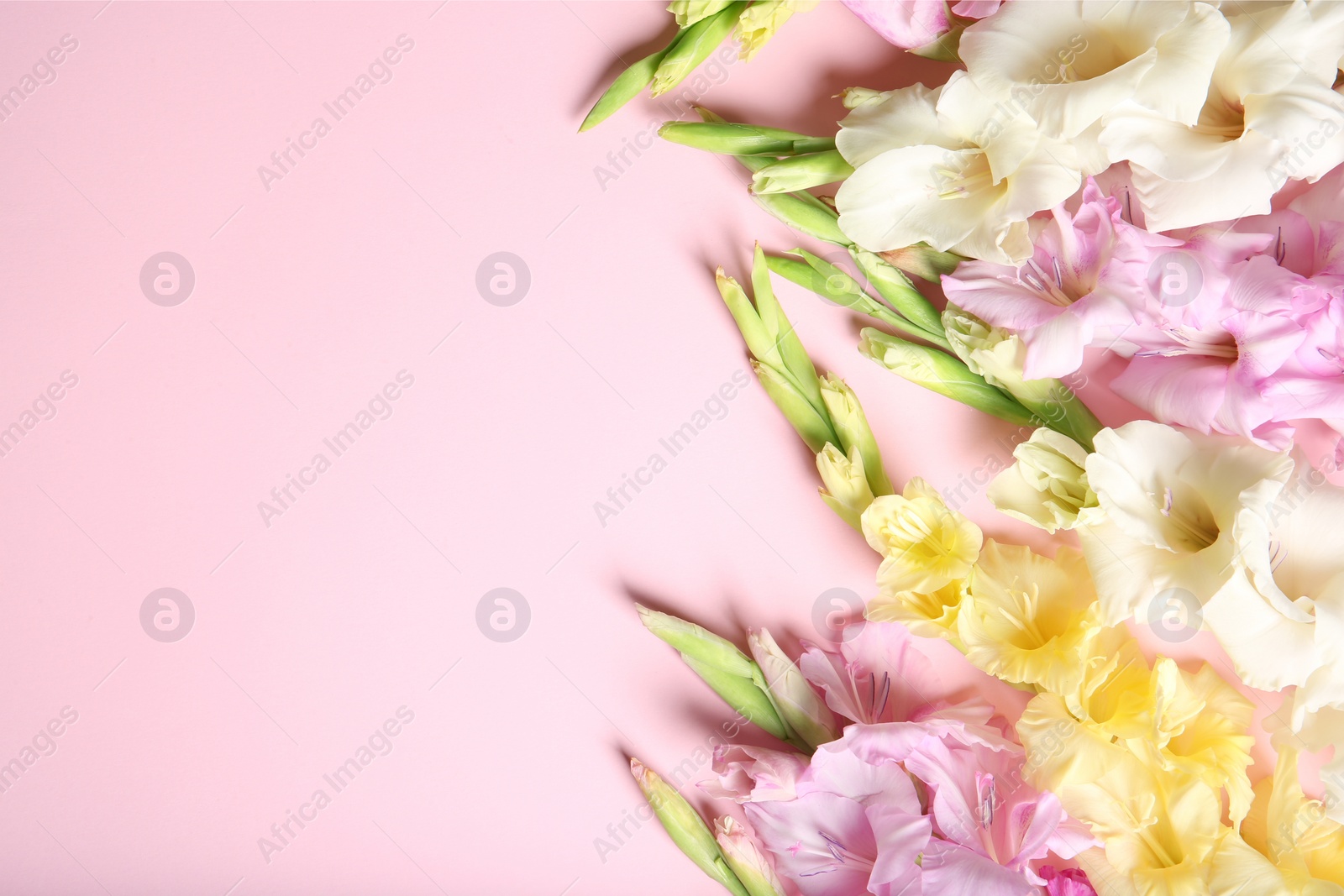 Photo of Flat lay composition with beautiful gladiolus flowers on color background