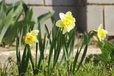 Photo of Beautiful daffodils growing in garden on sunny day