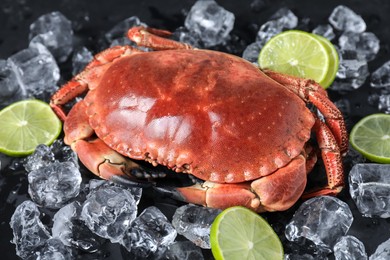 Delicious boiled crab, lime and ice on black table, closeup