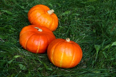 Many ripe orange pumpkins among green grass outdoors