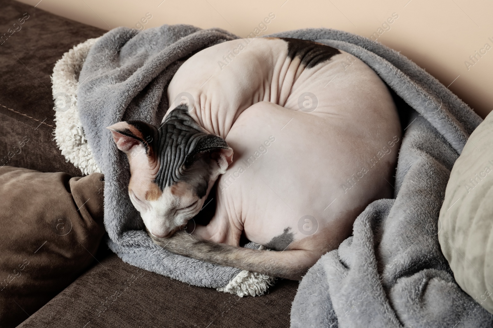 Photo of Cute cat relaxing on sofa at home. Lovely pet