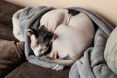 Cute cat relaxing on sofa at home. Lovely pet