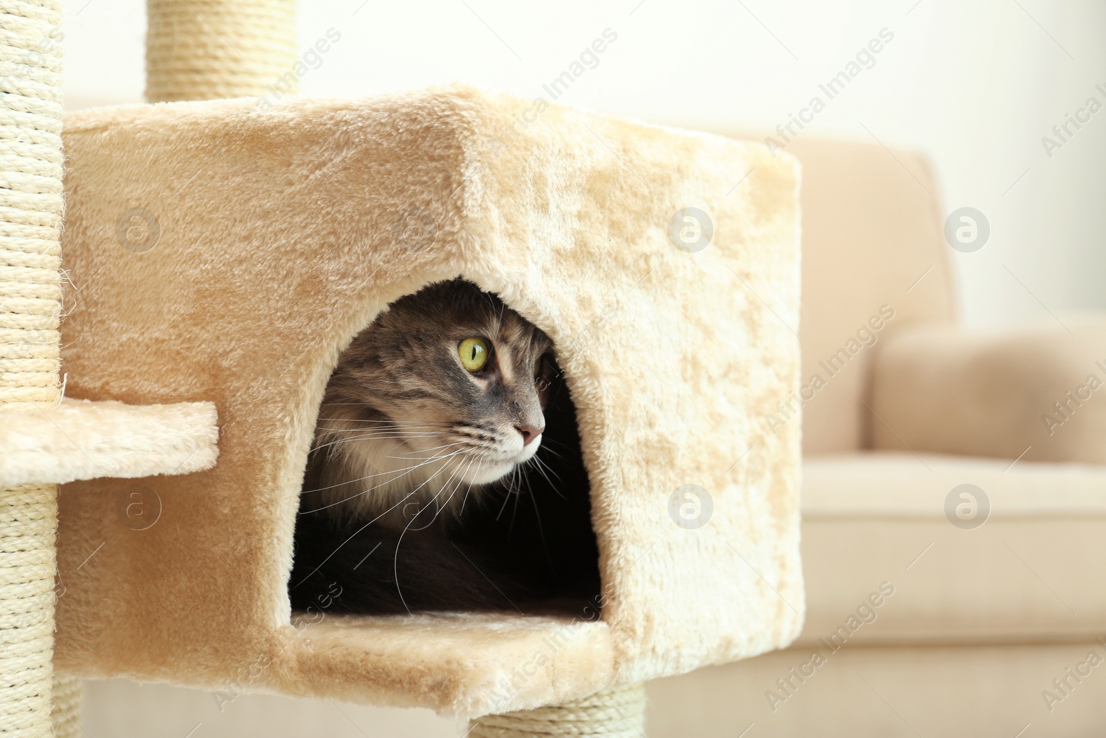 Photo of Adorable Maine Coon on cat tree at home