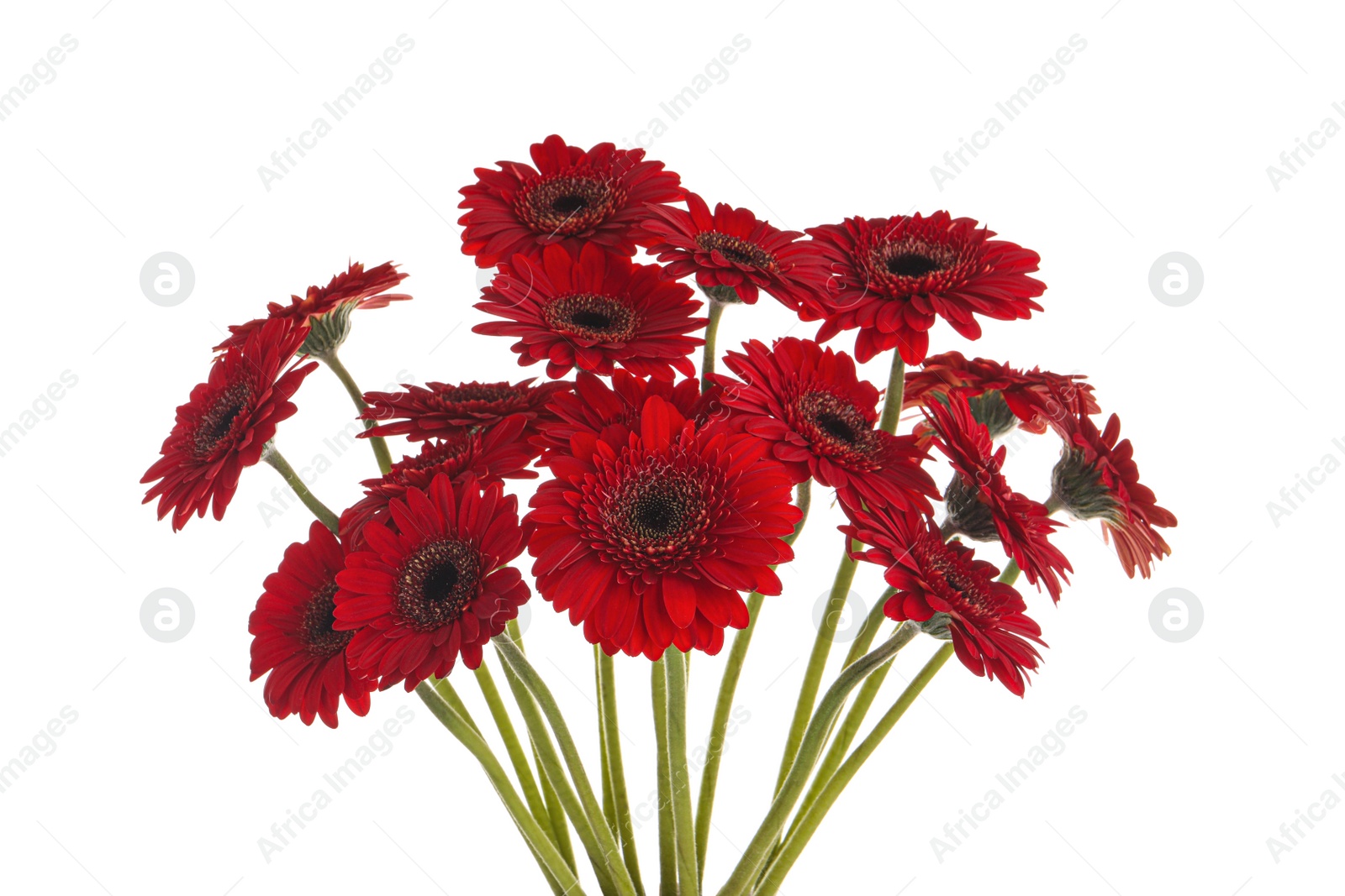 Photo of Bouquet of beautiful red gerbera flowers on white background