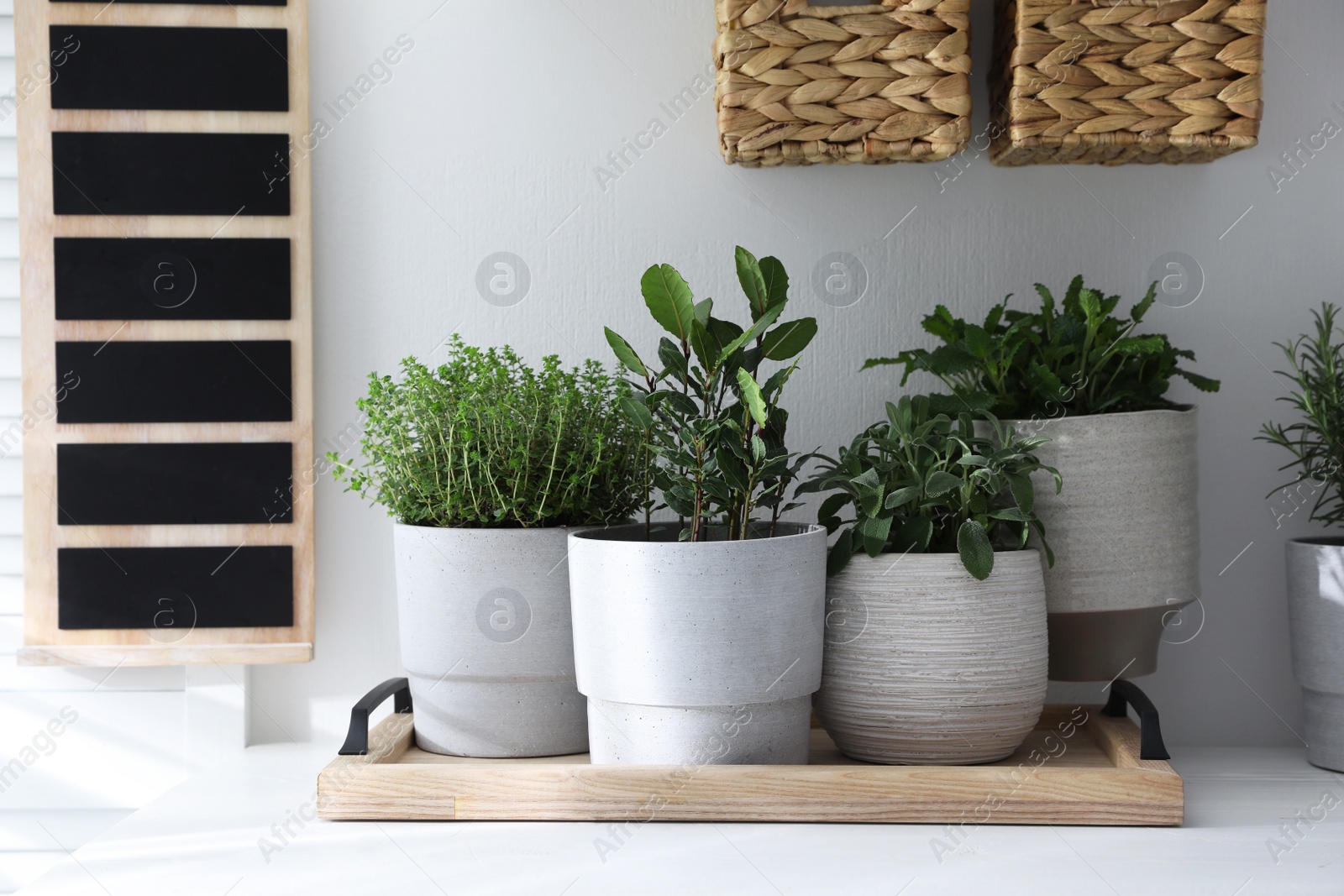 Photo of Different aromatic potted herbs on white table indoors