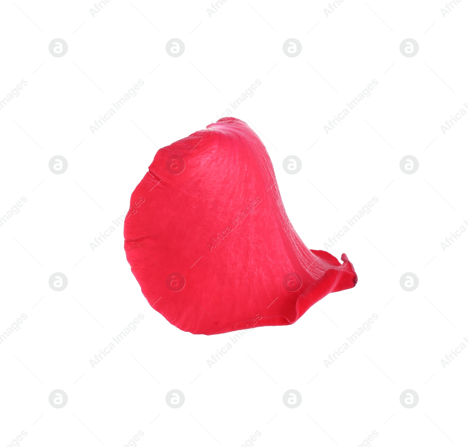 Photo of Tender red rose petal isolated on white