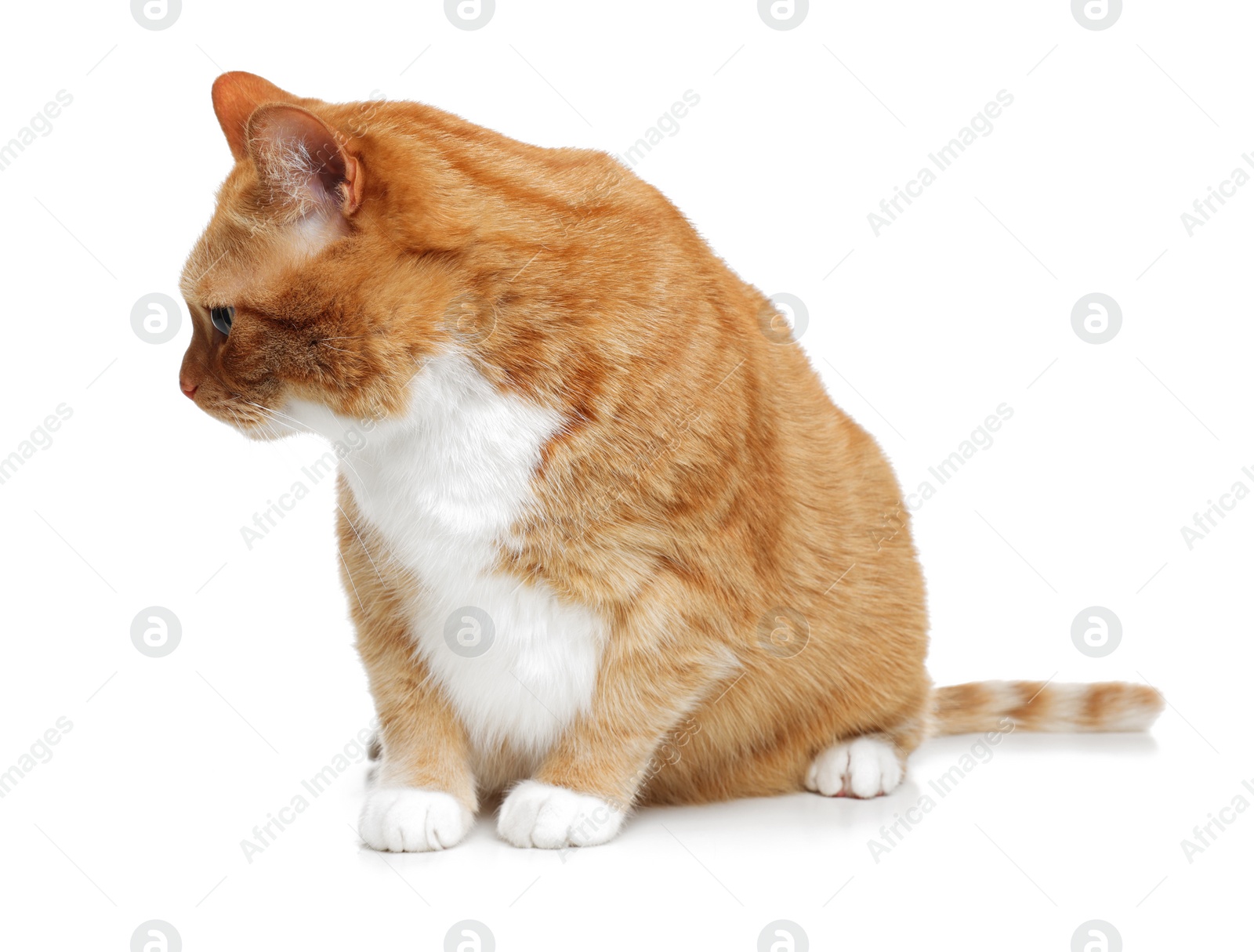 Photo of Cute ginger cat on white background. Adorable pet