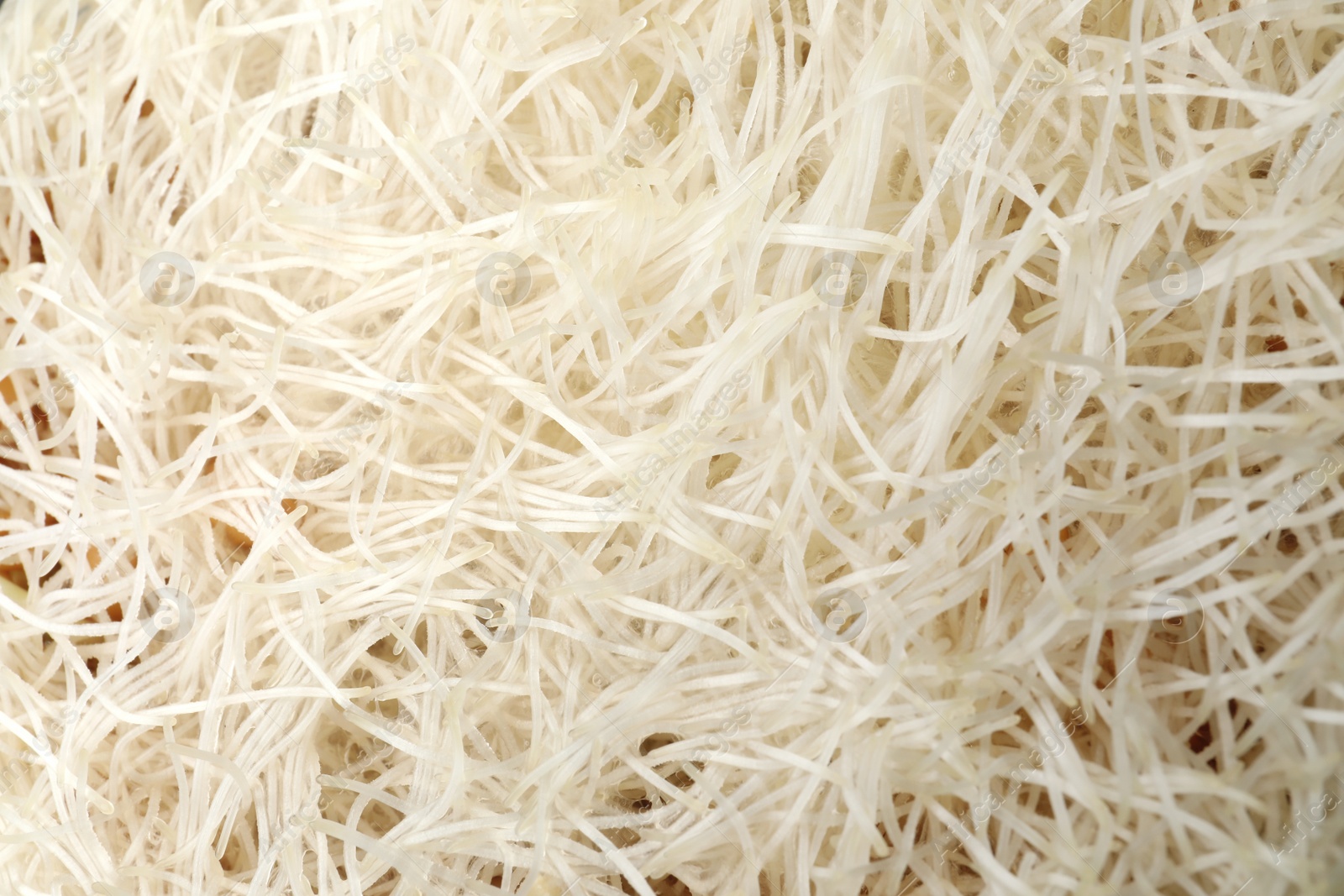 Photo of Roots of sprouted wheat grass as background, closeup