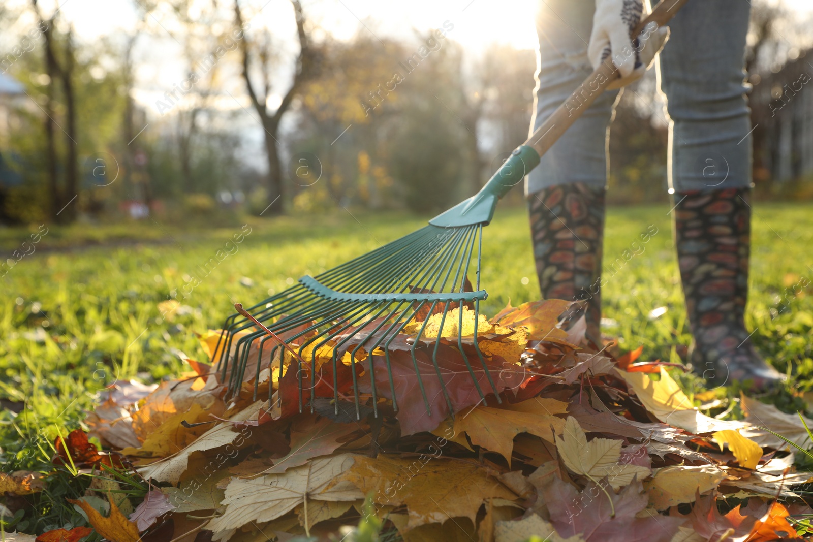 Photo of Woman raking fall leaves in park, closeup. Space for text