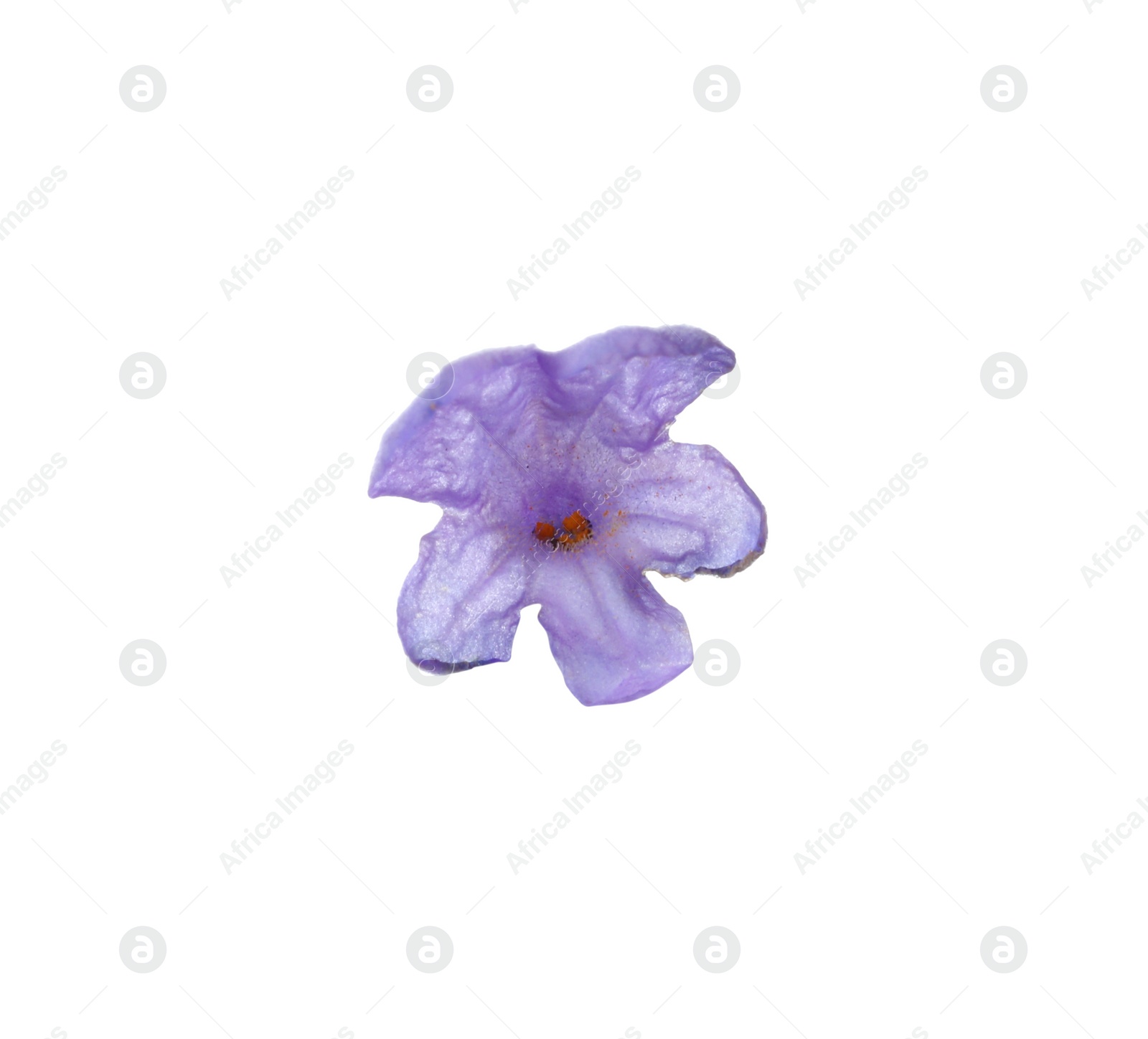 Photo of Beautiful aromatic lavender flower isolated on white