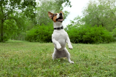 Photo of Adorable Jack Russell Terrier dog playing in park