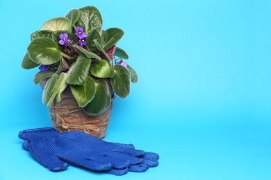 Photo of Gardening gloves and pot with beautiful houseplant on light blue background. Space for text