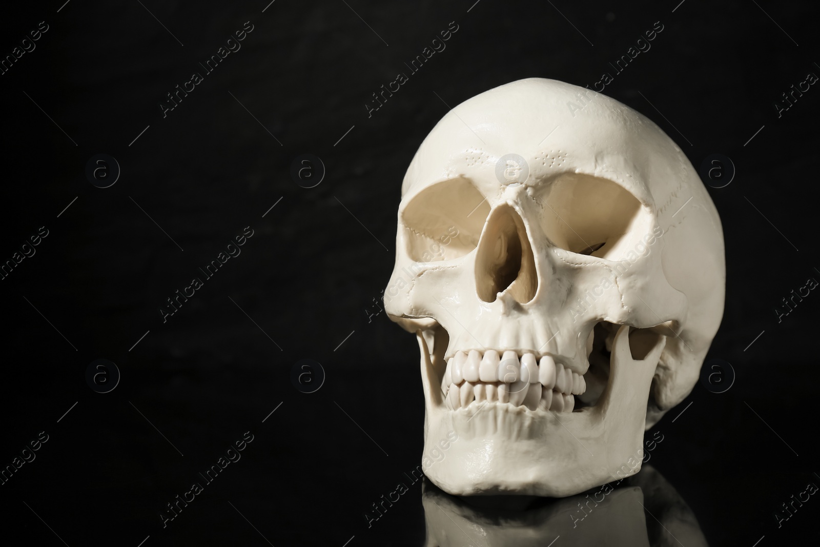 Photo of White human skull on black background, space for text