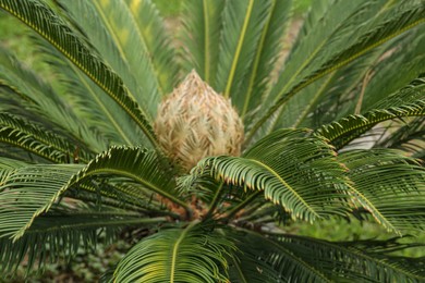 Photo of Closeup view of beautiful tropical palm leaves