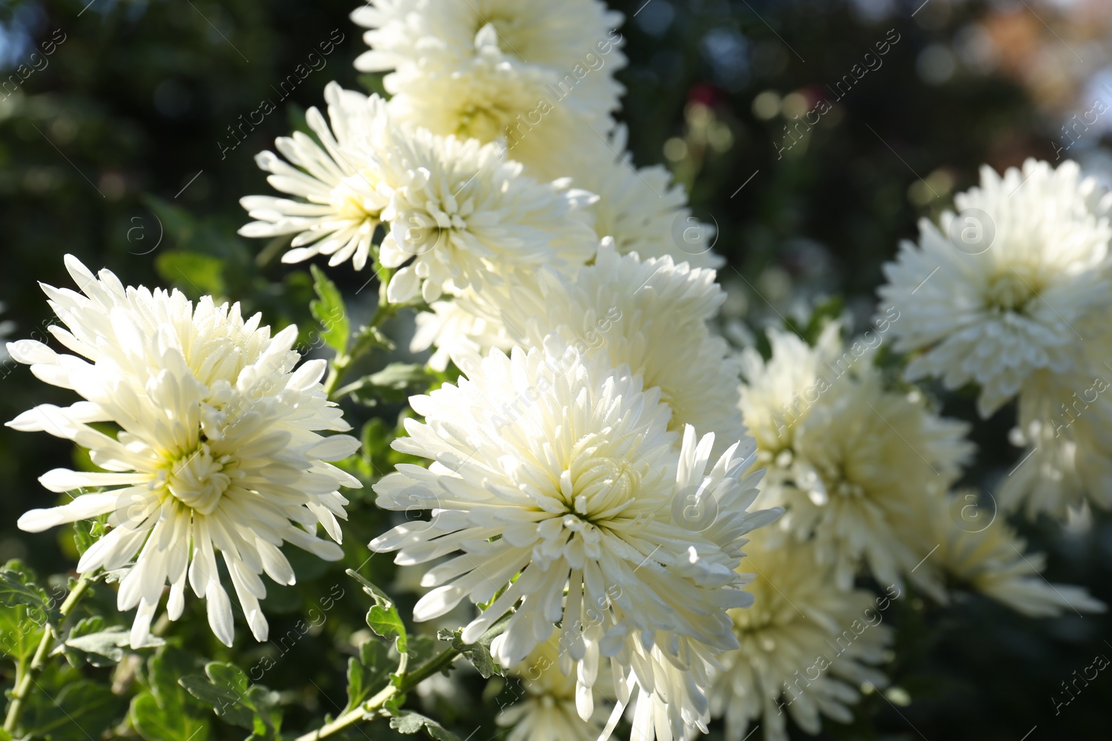 Photo of Beautiful chrysanthemum flowers growing in garden, closeup