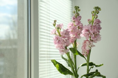 Photo of Beautiful pink flowers indoors, space for text