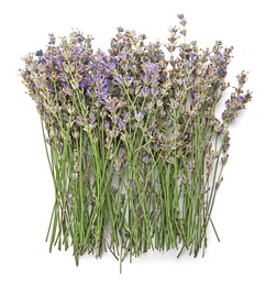 Beautiful blooming lavender flowers on white background