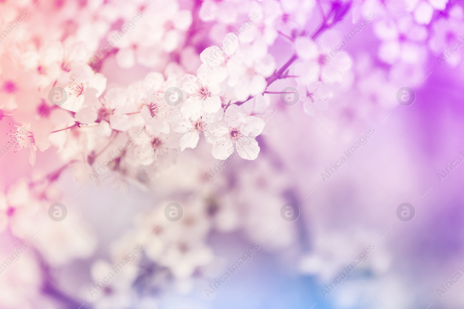 Image of Closeup view of blossoming spring tree outdoors, color toned