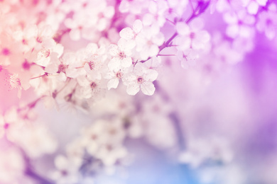 Image of Closeup view of blossoming spring tree outdoors, color toned