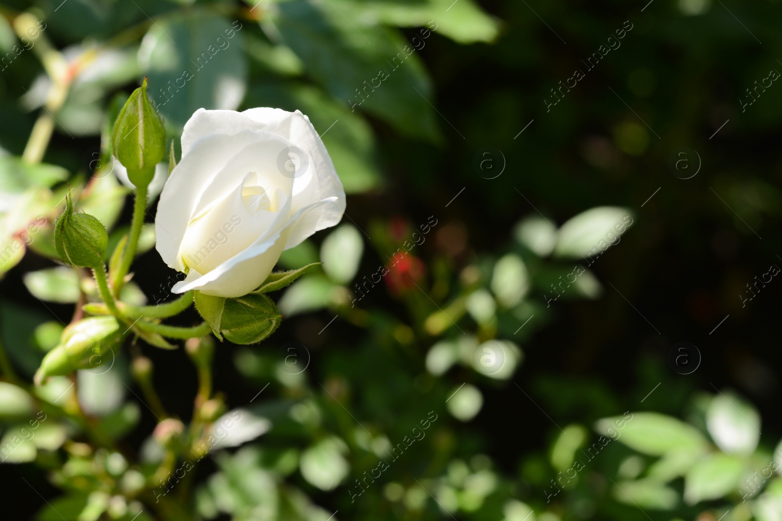 Photo of Closeup view of beautiful rose bush with white flower and buds outdoors on sunny day