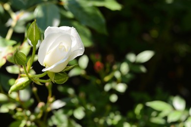 Photo of Closeup view of beautiful rose bush with white flower and buds outdoors on sunny day