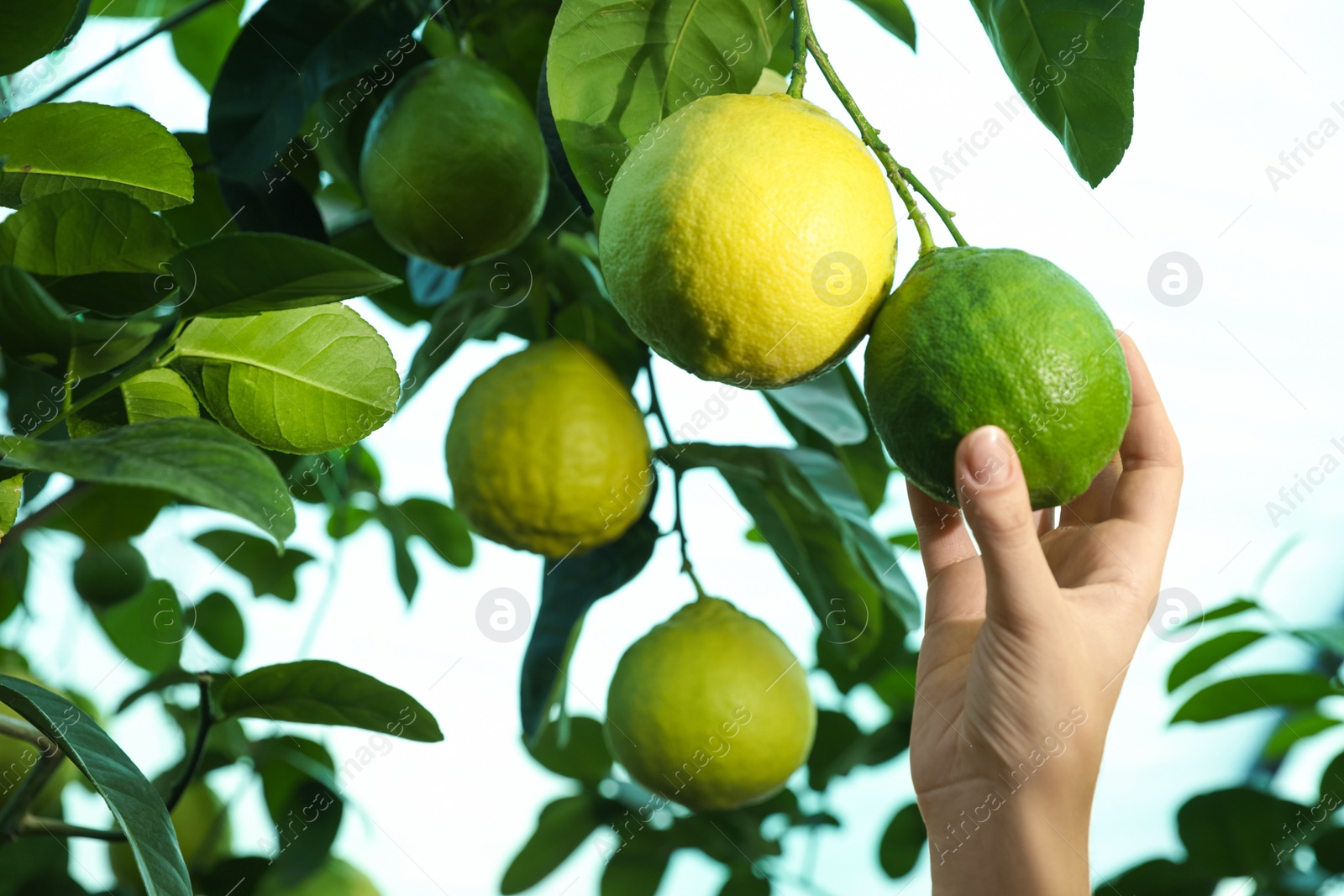 Photo of Woman picking ripe lemon from branch outdoors, closeup