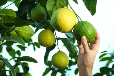 Photo of Woman picking ripe lemon from branch outdoors, closeup