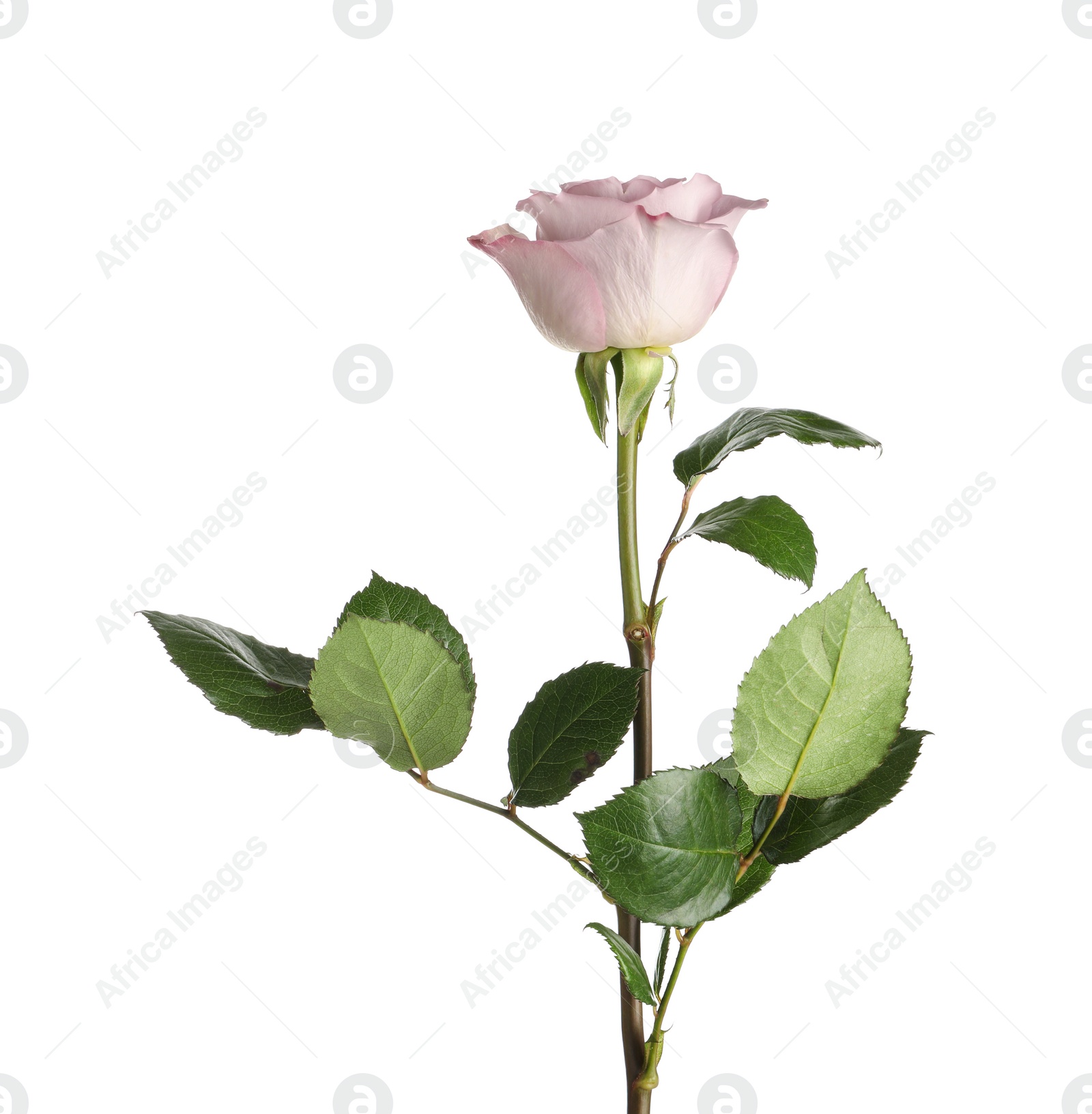 Photo of Beautiful blooming rose flower on white background