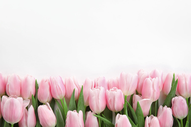 Beautiful spring pink tulips on white background