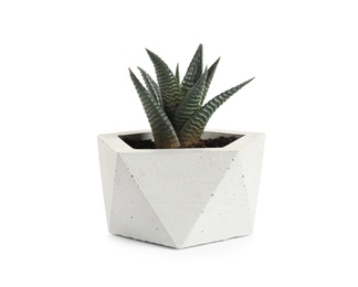 Photo of Beautiful succulent plant in stylish flowerpot isolated on white. Home decor