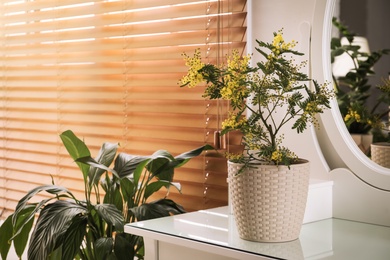 Beautiful potted mimosa plant on dressing table in room, space for text