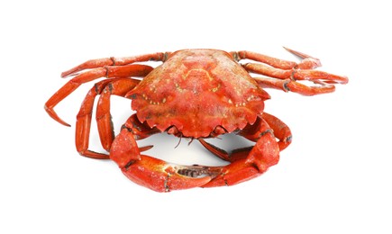 Photo of One delicious boiled crab isolated on white, top view