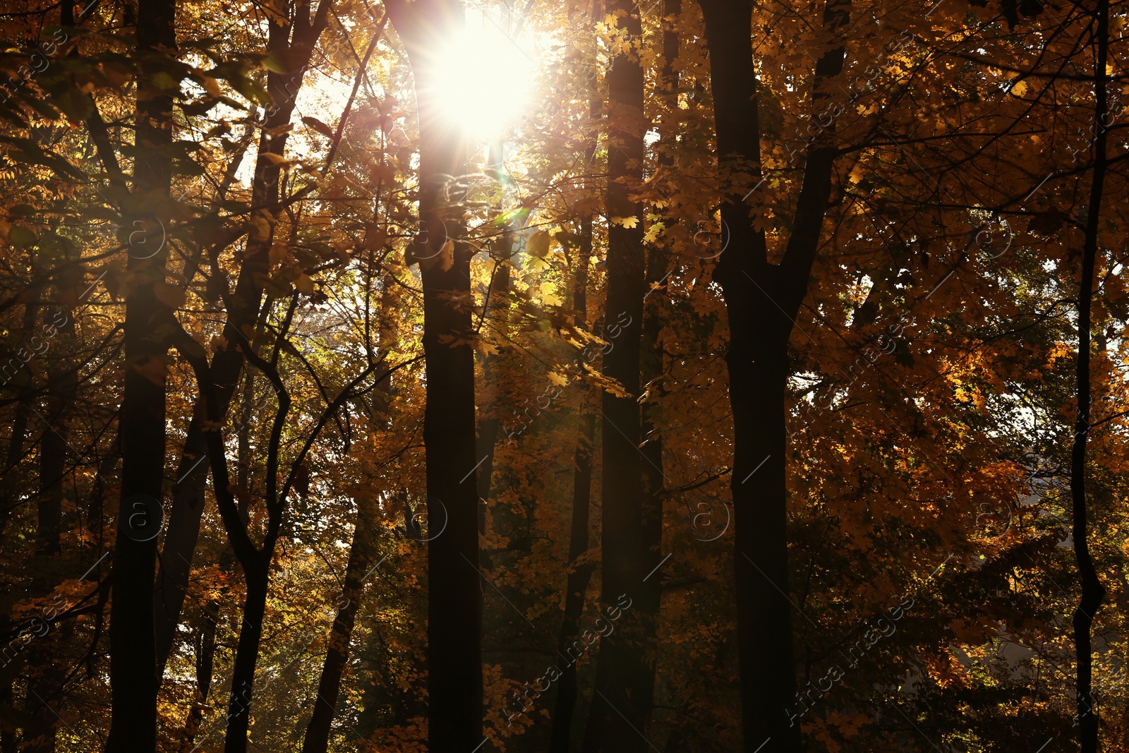 Photo of View of bright sunlight through autumn trees in park