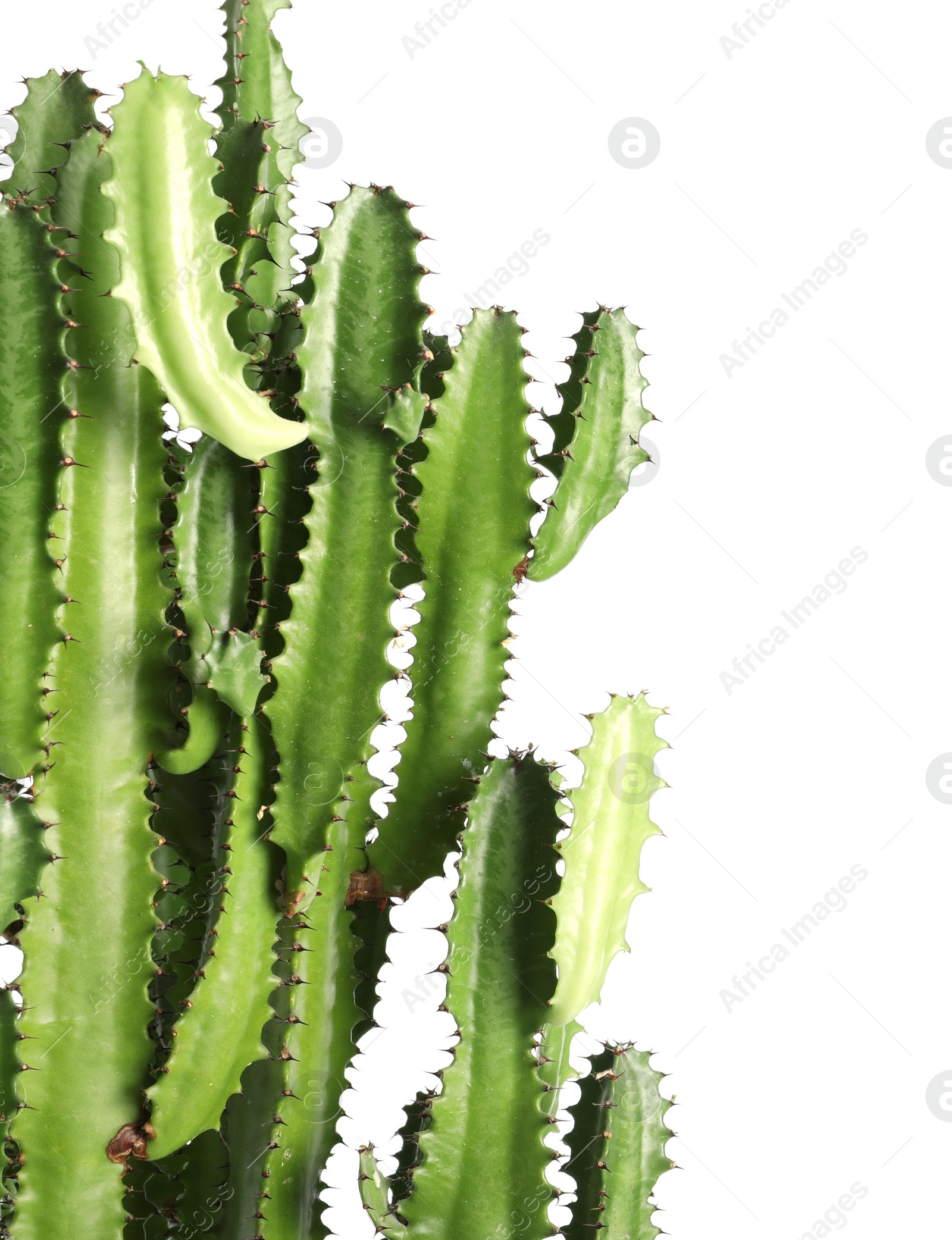 Photo of Beautiful cactus on white background. Tropical plant