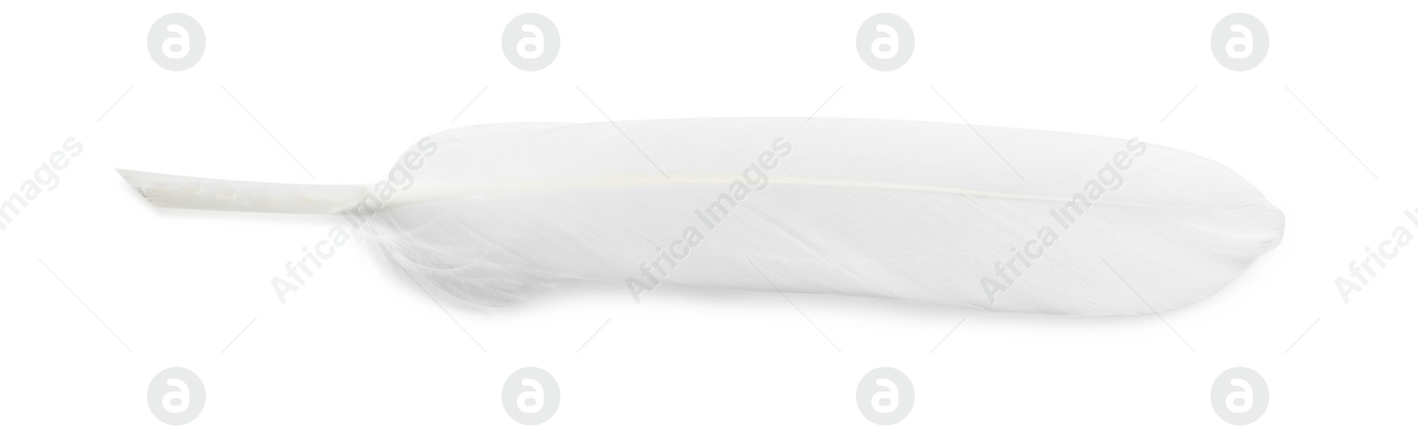 Photo of Beautiful fluffy bird feather isolated on white, top view